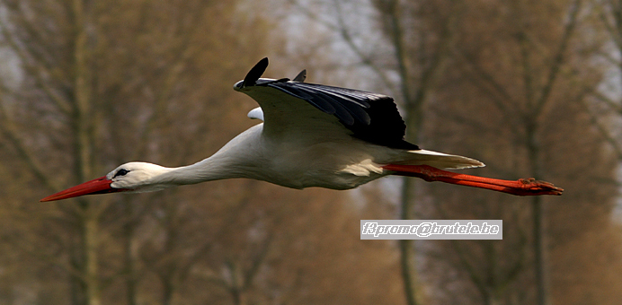 Flight of Cigognas